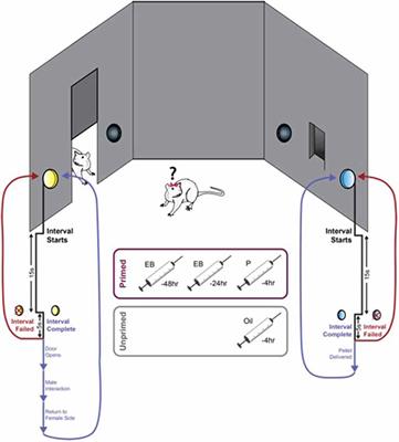 Ovarian Hormones Mediate Changes in Adaptive Choice and Motivation in Female Rats